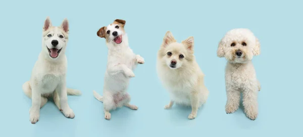 Баннер Четырьмя Собаками Синем Фоне — стоковое фото