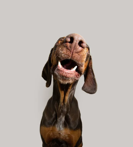 Πορτρέτο Κοντινό Πλάνο Χαρούμενο Σκυλάκι Vizsla Χαμογελαστό Απομονωμένα Λευκό Γκρι — Φωτογραφία Αρχείου