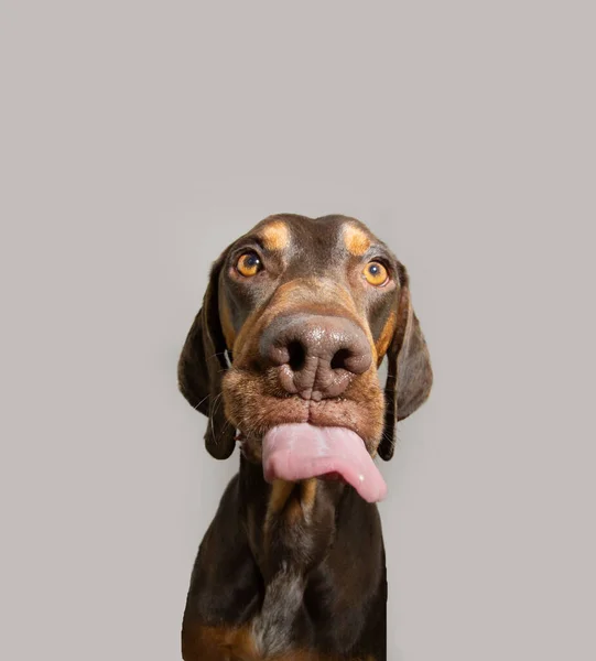 Grappige Pose Tong Scheten Door Een Vizsla Puppy Hond Geïsoleerd — Stockfoto