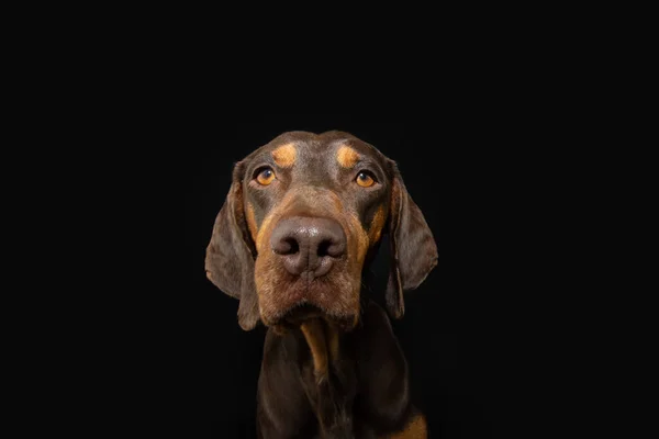 Portrait Serious Attentive Vizsla Puppy Dog Isolated Black Dark Background — Stock Photo, Image