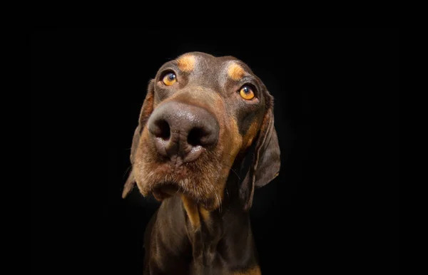 Retrato Close Sério Atencioso Vizsla Cachorro Isolado Fundo Escuro Preto — Fotografia de Stock