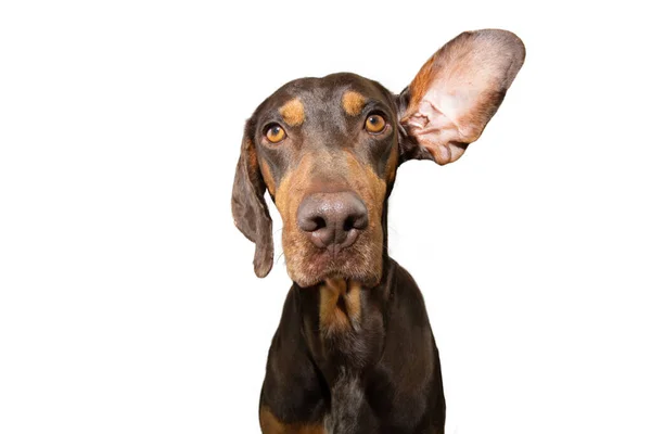 Vizsla Puppy Hond Luistert Aandachtig Met Een Oor Omhoog Geïsoleerd — Stockfoto