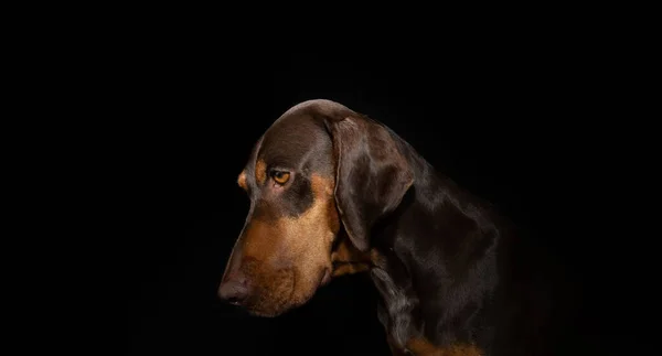 Profile Sad Vizsla Puppy Dog Looking Isolated Black Dark Background — Stock Photo, Image
