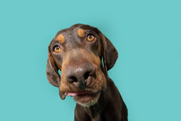 Lustiges Portrait Hungriger Vizsla Welpe Hund Mit Überraschtem Gesichtsausdruck Leckt — Stockfoto
