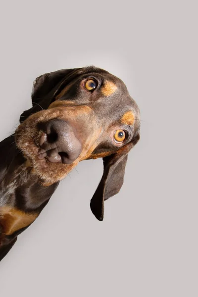 Portrait Oeeking Vizsla Welpenhund Rahmen Isoliert Auf Weißgrauem Hintergrund — Stockfoto