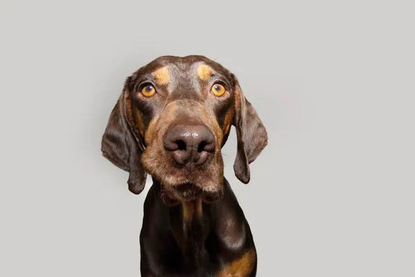 Portret Grappig Mokken Vizsla Puppy Kijken Naar Camera Geïsoleerd Grijze — Stockfoto
