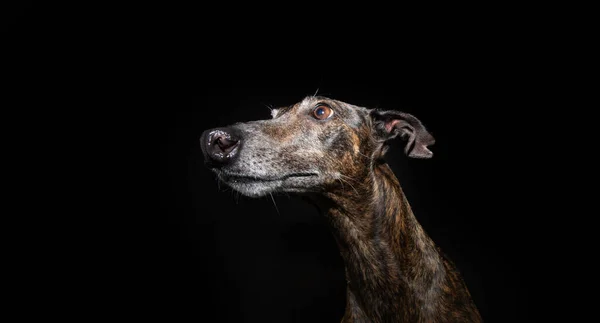 stock image Portrait brindle greyhound looking away. Isolated on black dark background