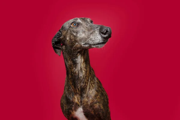 Portrait Brindle Greyhound Looking Away Isolated Red Background — Stock Photo, Image