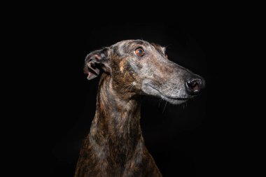 Gülümseyen portre Brindle Greyhound başka tarafa bakıyor. Siyah arkaplanda izole
