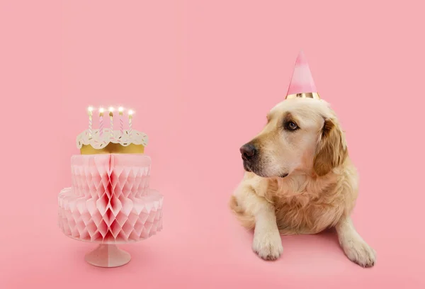 Banner pet dog birthday cake with candles. Isolated on pink pastel background