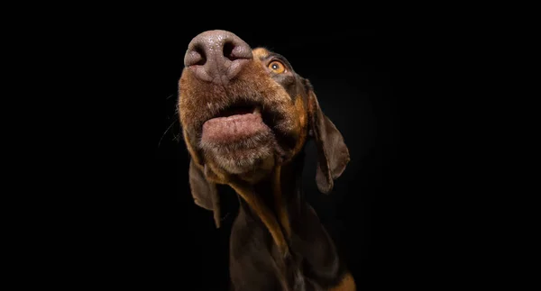 ポートレートドーバーマンピンチャー犬のクローズアップ物乞い食品 黒の背景に隔離された — ストック写真