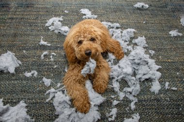 Poodle puppy dog spoils or destroy a cushion, pillow with innocent expression face. Obedience concept clipart