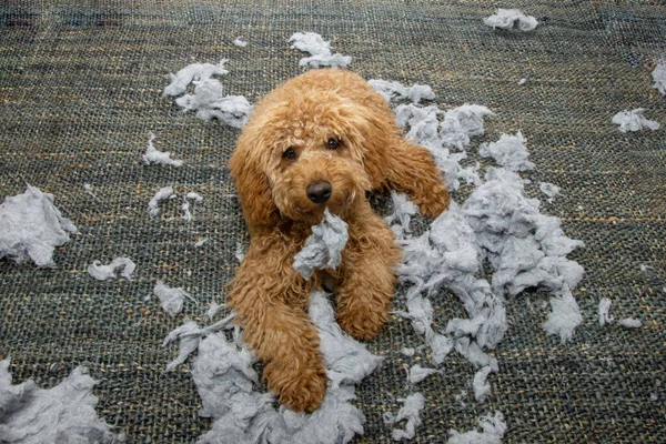 Poodle Cachorro Perro Estropea Destruye Cojín Almohada Con Cara Expresión — Foto de Stock