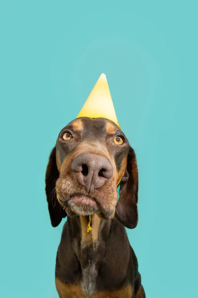 Zabawny Pies Doberman Świętujący Urodziny Karnawał Lub Rocznicę Żółtym Kapeluszu — Zdjęcie stockowe