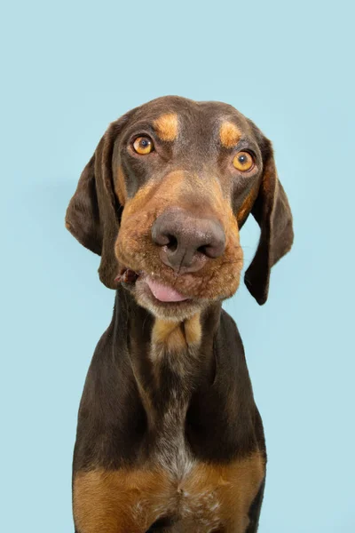 Портрет Добермана Пиншера Смешанной Породы Делает Смешное Лицо Высовывая Язык — стоковое фото