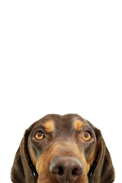 Portret Glurende Doberman Pinscher Gemengde Ras Huid Geïsoleerd Witte Achtergrond — Stockfoto