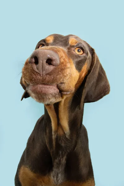 Divertente Ritratto Cane Doberman Cucciolo Facendo Una Faccia Espressione Disaccordo — Foto Stock