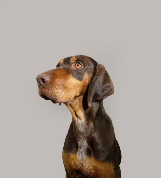 Perfil Doberman Pinscher Mestiço Cão Olhando Para Longe Com Cara — Fotografia de Stock