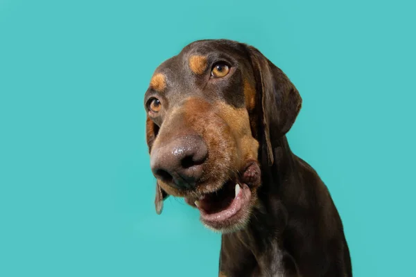 Portrait Funny Doberman Puppy Dog Making Face Isolated Blue Background — Stock Photo, Image
