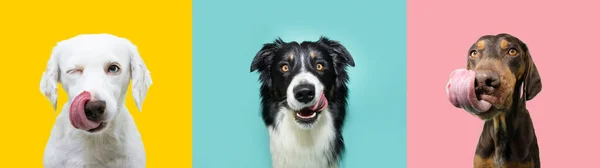 Banner Perros Cachorros Divertidos Hambrientos Comiendo Lamiéndose Los Labios Con —  Fotos de Stock
