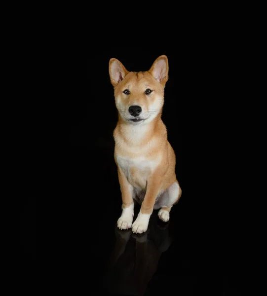 Porträtt Shiba Inu Valp Hund Tittar Kameran Och Sitter Lydnadsbegrepp — Stockfoto