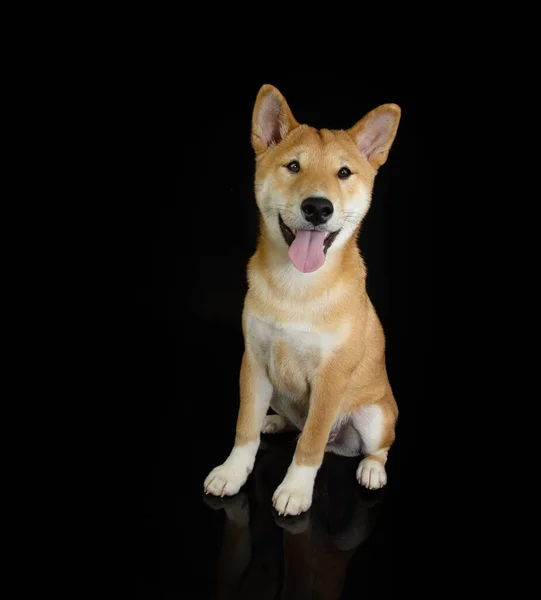 Portrait Shiba Inu Puppy Dog Looking Camera Sticking Tongue Out — Stock Photo, Image