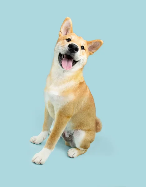 Porträtt Shiba Inu Valp Hund Sitter Med Glada Ansiktsuttryck Isolerad — Stockfoto