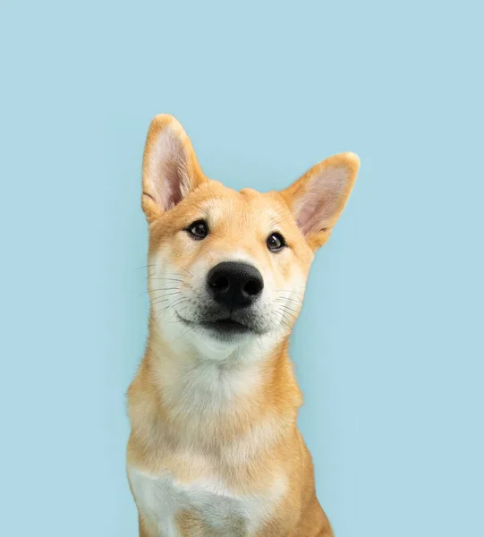 Porträtt Söt Shiba Inu Valp Hund Tittar Kameran Ler Isolerad — Stockfoto