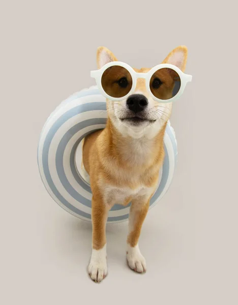 Retrato Animal Estimação Verão Bonito Shiba Inu Cachorro Cão Olhando — Fotografia de Stock