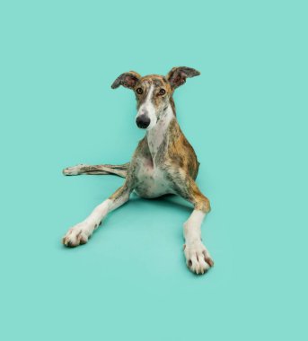 Yaz portresi ilkbahar brindle tazı köpeği uzanıp kameraya bakıyor. Mavi arkaplanda izole