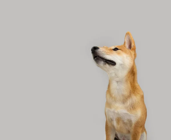 ポートレート柴犬の子犬の犬の食べ物を物乞いを検索します 灰色の背景に隔離された — ストック写真