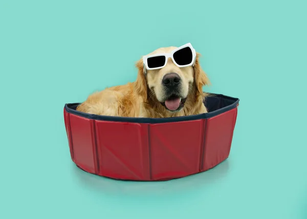 Cão Verão Retrato Labrador Retriever Dentro Uma Piscina Portátil Vermelha — Fotografia de Stock