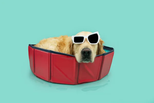 Verão Cão Labrador Retriever Dentro Uma Piscina Vermelha Retratável Isolado — Fotografia de Stock