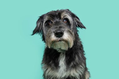 Kameraya bakan yaşlı, melez bir köpek portresi. İzole edilmiş mavi arkaplan