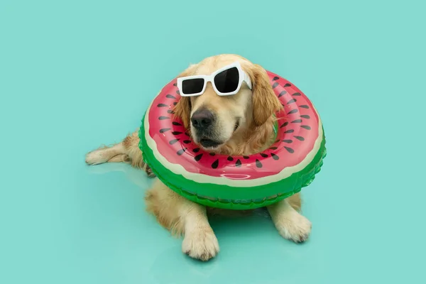 Portrait Summer Labrador Retriever Dog Lying Watermelon Inflatable Ring Isolated — Stock Photo, Image
