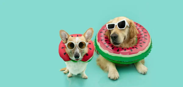 Banner summer pets. labrador retriever and corgi dog lying down inside of a watermelon inflatable ring. Isolated on blue background