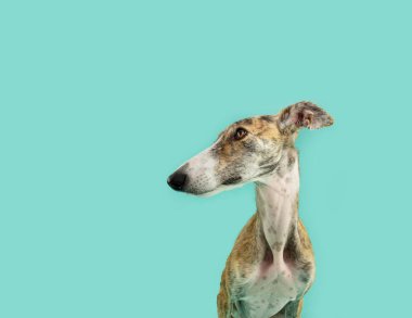 Profil Brindle Greyhound köpeği başka tarafa bakıyor. Mavi yeşil arkaplanda izole