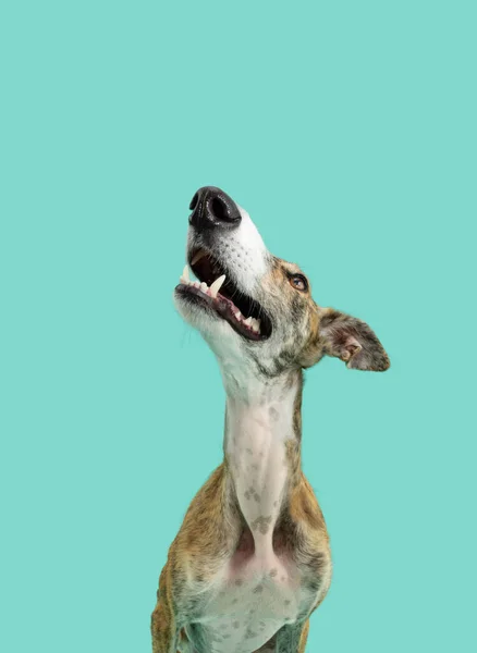 Porträt Aufmerksamer Und Konzentrierter Gestromter Windhund Der Aufblickt Und Zähne — Stockfoto