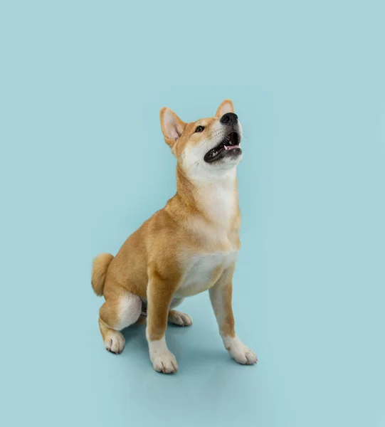Ιδέα Του Κουταβιού Υπακοής Shiba Inu Σκυλί Κοιτάζει Και Κάθεται — Φωτογραφία Αρχείου