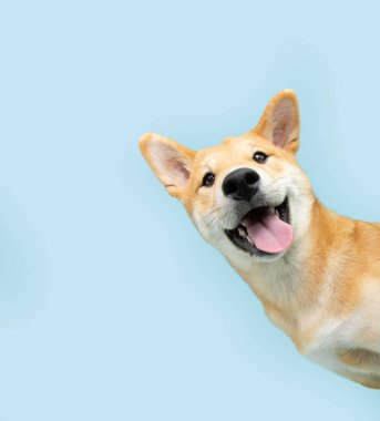 Komik ve mutlu şiba inu yavru köpeği mavi bir bayrağın arkasından dışarı bakıyor. Mavi pastel arkaplanda izole