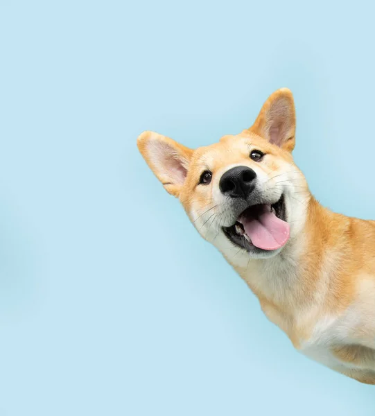 Portrait Funny Happy Shiba Inu Puppy Dog Peeking Out Blue — Stock Photo, Image