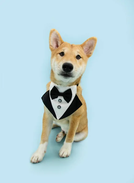 Porträtt Elegant Shiba Inu Valp Hund Firar Fars Dag Födelsedag — Stockfoto