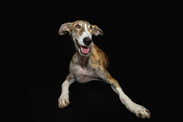 Portrait Attentive Concentrate Brindle Greyhound Lying Looking Isolated Black Background — Stock Photo, Image
