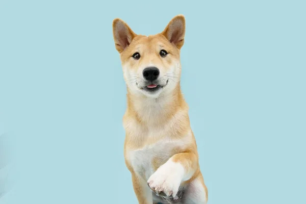 Porträtt Shiba Inu Valp Hund High Five Med Roliga Uttryck — Stockfoto