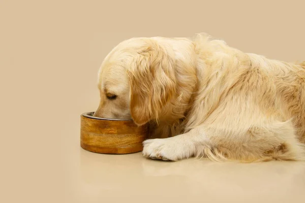 stock image Profile labrador retriever dog eating food with a wooden bowl. Isolated on beige background