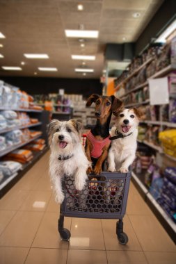 Bir evcil hayvan dükkanında alışveriş arabasının içinde gülümseyen yavru köpekler.. 