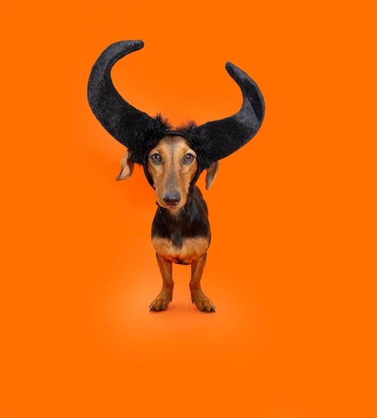 Puppy Hond Halloween Dachshund Draagt Zwarte Hoorns Geïsoleerd Oranje Achtergrond — Stockfoto