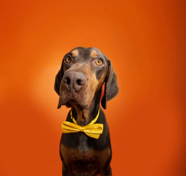 Portrait happy birthday, halloween or carnival puppy dog wearing a yellow bowtie. Isolated on orange background