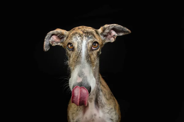 Porträtt Hungriga Brindle Greyhound Slickar Sina Läppar Med Tunga Isolerad — Stockfoto
