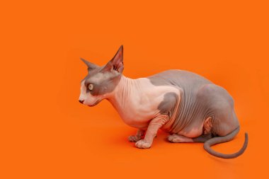 Profil sfenks kedisi yere yatmış, başka tarafa bakıyor. Turuncu arka planda izole edilmiş